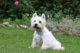 WESTIE 440
